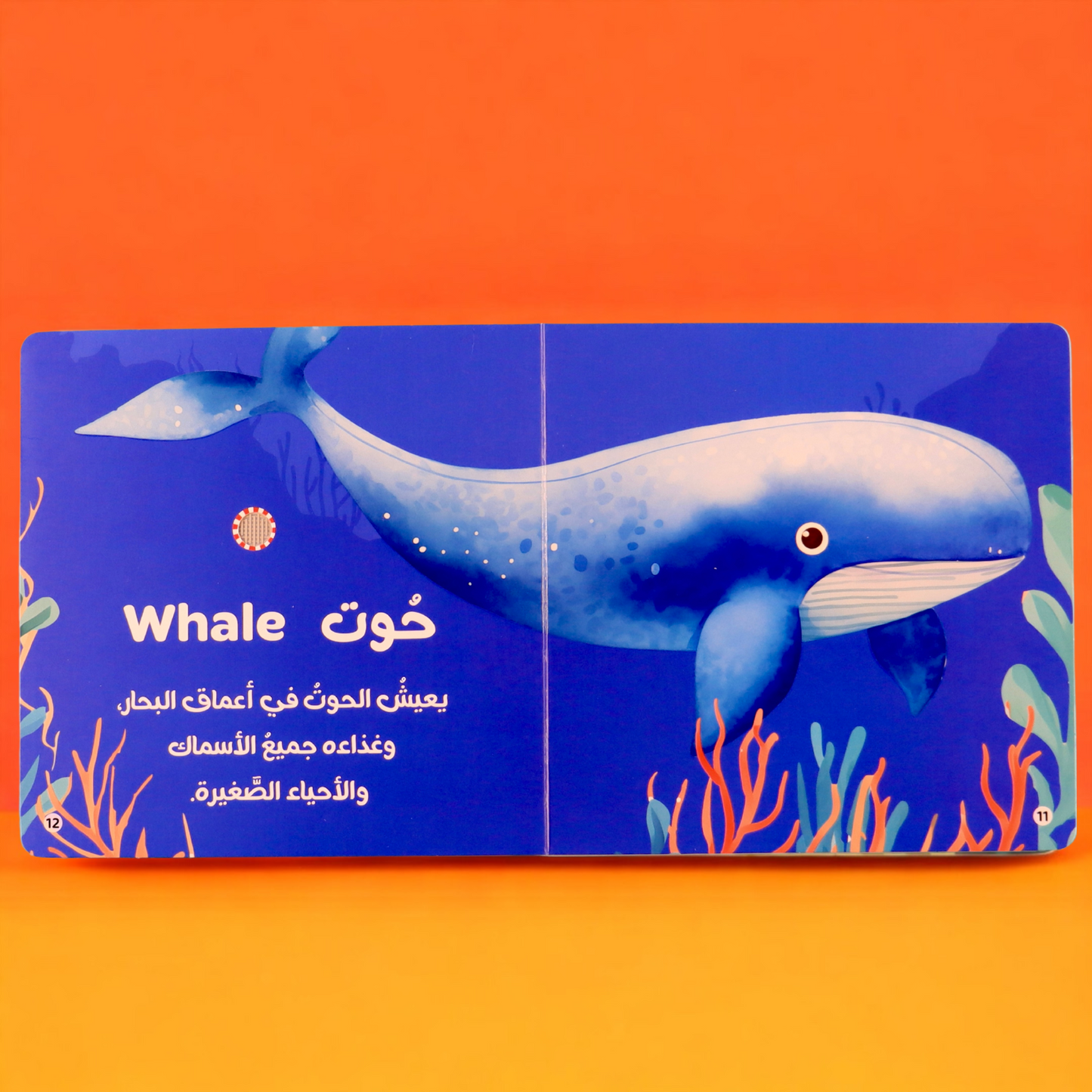 أصوات الحيوانات 4 كتب